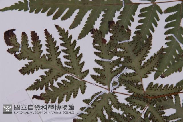薄葉三叉蕨藏品圖，第4張
