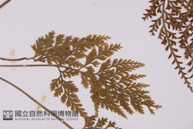 骨碎補鐵角蕨藏品圖，第7張