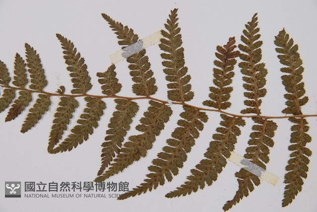 對生蹄蓋蕨藏品圖，第4張