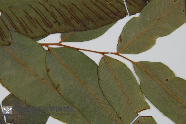 隱脈細柄雙蓋蕨藏品圖，第4張