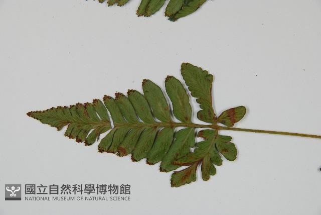 陰石蕨藏品圖，第4張