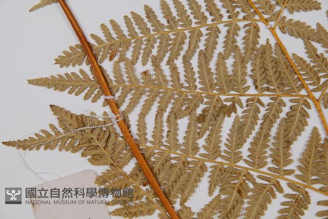 姬蕨藏品圖，第4張