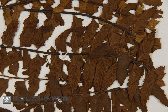 毛軸鐵角蕨藏品圖，第4張