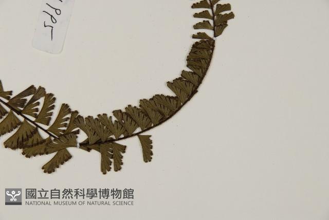 鞭葉鐵線蕨藏品圖，第4張