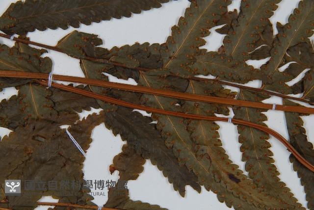 邊緣鱗蓋蕨藏品圖，第4張