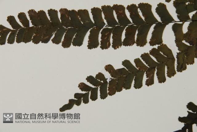 長尾鐵線蕨藏品圖，第4張