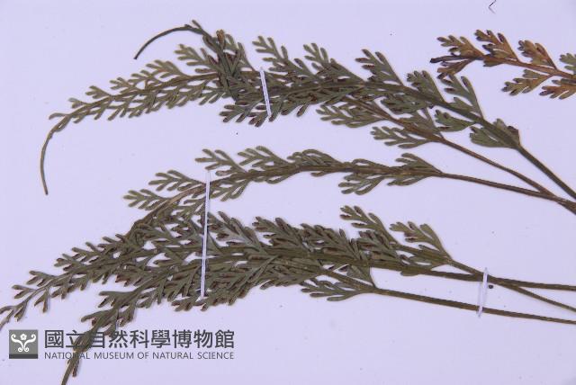 長生鐵角蕨藏品圖，第4張