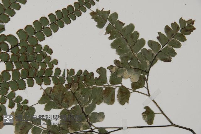 扇葉鐵線蕨藏品圖，第1張