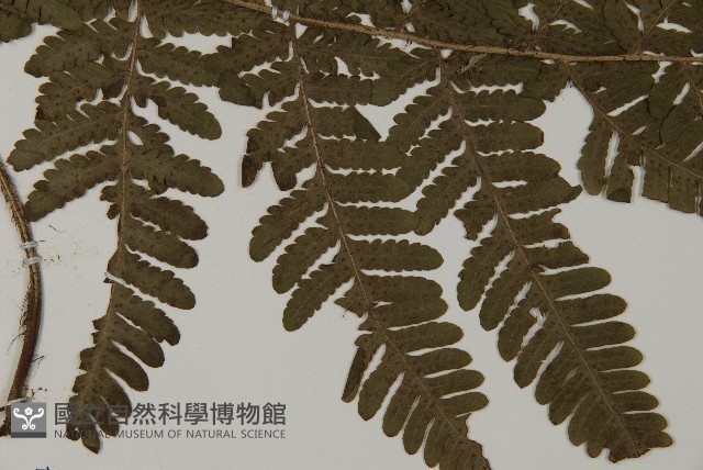 愛德氏肋毛蕨藏品圖，第4張