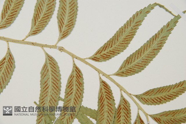 蘭嶼鐵角蕨藏品圖，第7張