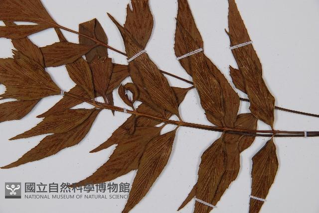 鐮葉鐵角蕨藏品圖，第7張