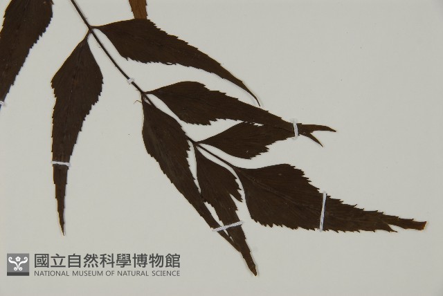 革葉鐵角蕨藏品圖，第3張