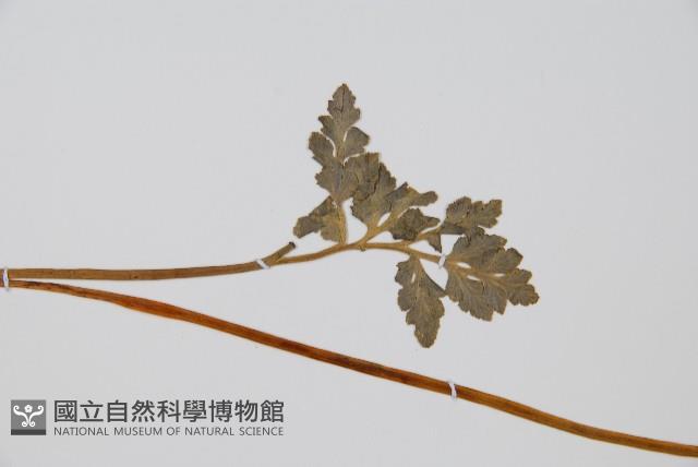 陰地蕨藏品圖，第4張