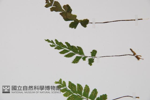 小葉鐵角蕨藏品圖，第4張