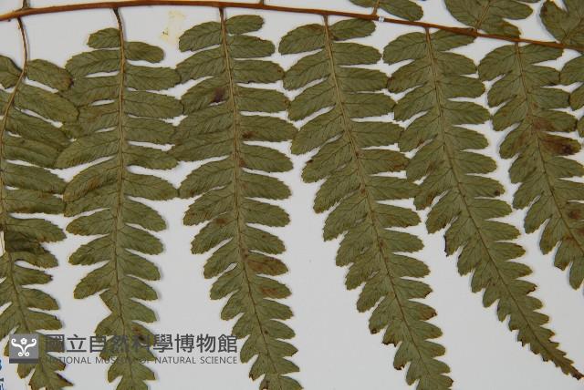 廣葉深山雙蓋蕨藏品圖，第4張