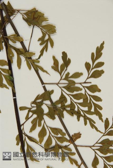 大黑柄鐵角蕨、黃鱗鐵角蕨、大羽鐵角蕨藏品圖，第4張