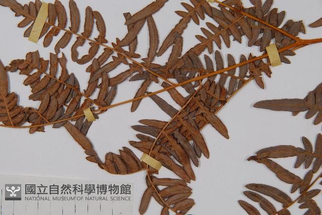 蕨藏品圖，第4張