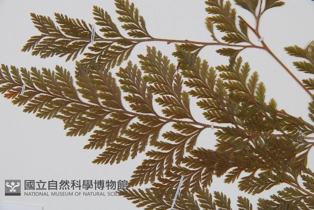 海州骨碎補藏品圖，第4張