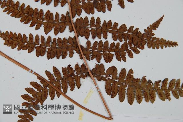 姬蹄蓋蕨藏品圖，第4張