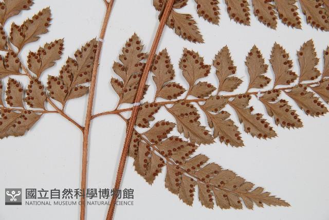 斜方複葉耳蕨藏品圖，第3張
