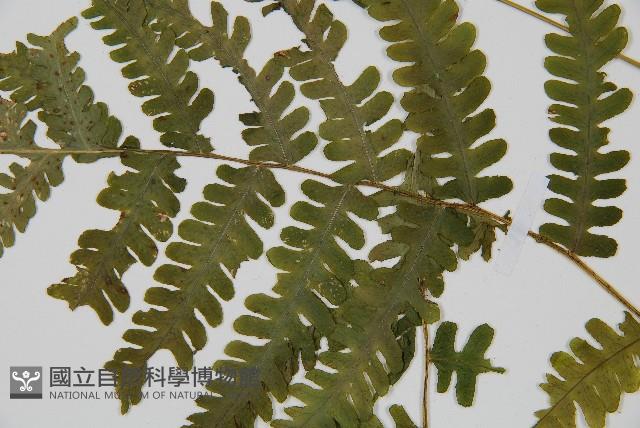 東亞假鱗毛蕨藏品圖，第4張