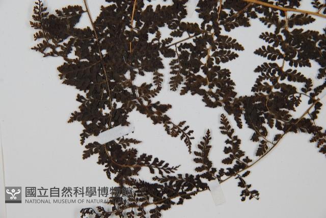 魚鱗蕨藏品圖，第4張