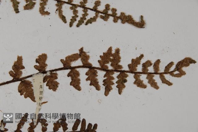 歐洲金毛裸蕨藏品圖，第4張