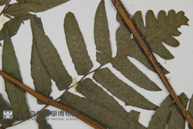 毛柄短腸蕨藏品圖，第4張