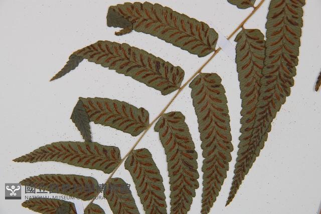 江南短腸蕨藏品圖，第4張