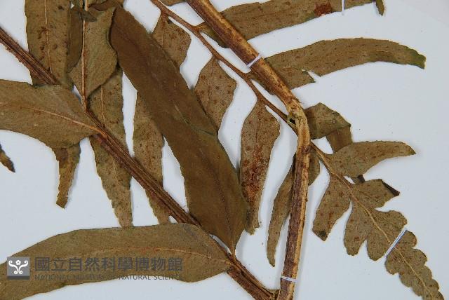 狹葉貫眾蕨藏品圖，第4張