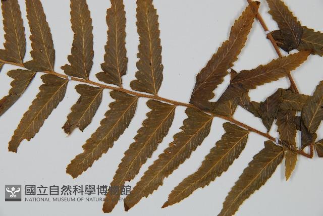 邊緣鱗蓋蕨藏品圖，第4張