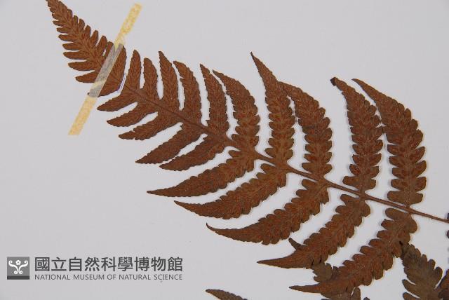 東洋蹄蓋蕨藏品圖，第4張