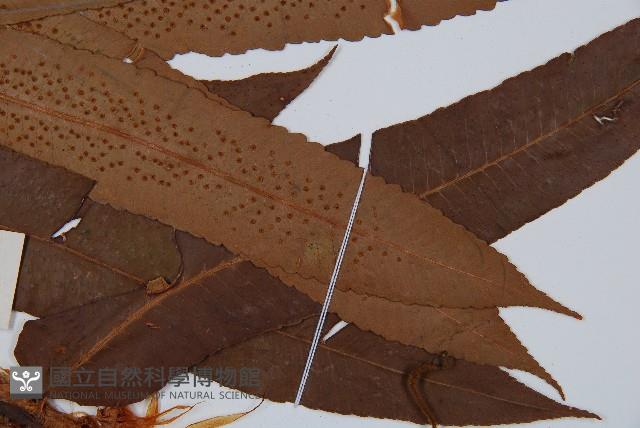 大羽鱗毛蕨藏品圖，第4張