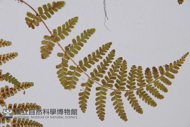 尖齒鱗毛蕨藏品圖，第4張