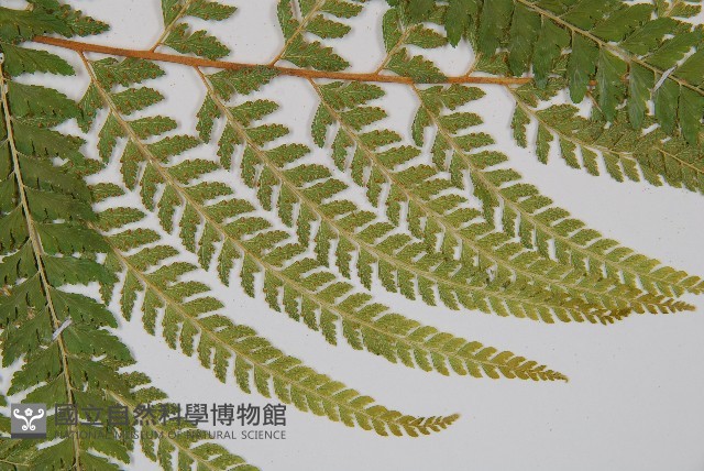 克氏鱗蓋蕨藏品圖，第4張