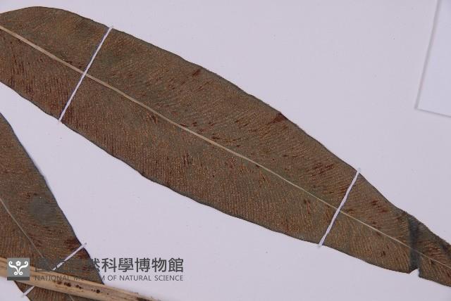 美羽鳳丫蕨藏品圖，第3張