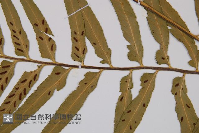 萊氏鐵角蕨藏品圖，第4張