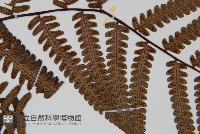 台灣黑桫欏藏品圖，第4張
