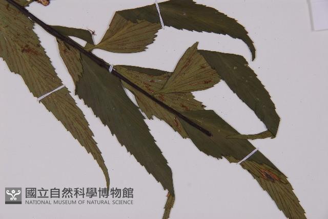 革葉鐵角蕨藏品圖，第3張