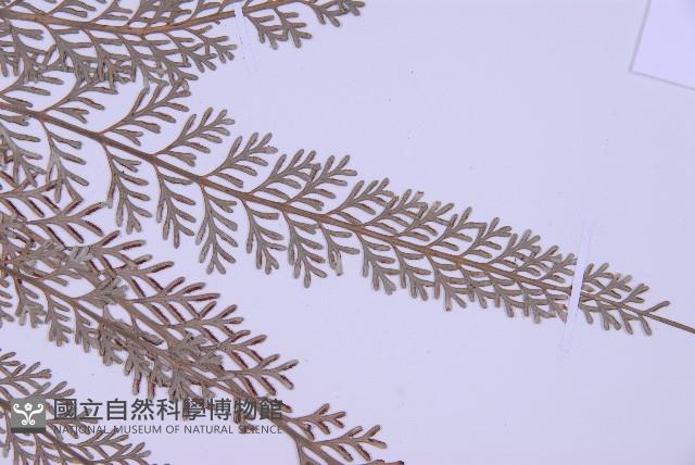 Accession Number:P002973 Collection Image, Figure 4, Total 5 Figures