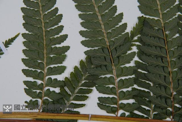 亞粗毛鱗蓋蕨藏品圖，第4張