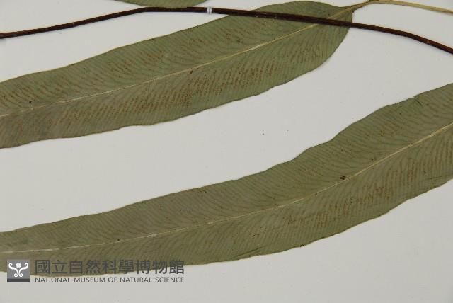 美羽鳳丫蕨藏品圖，第4張