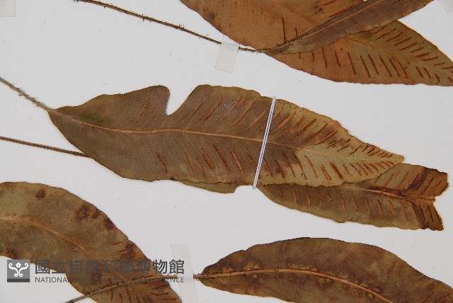 單葉雙蓋蕨藏品圖，第4張