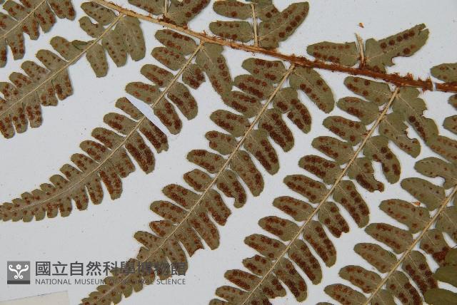 闊鱗鱗毛蕨藏品圖，第3張