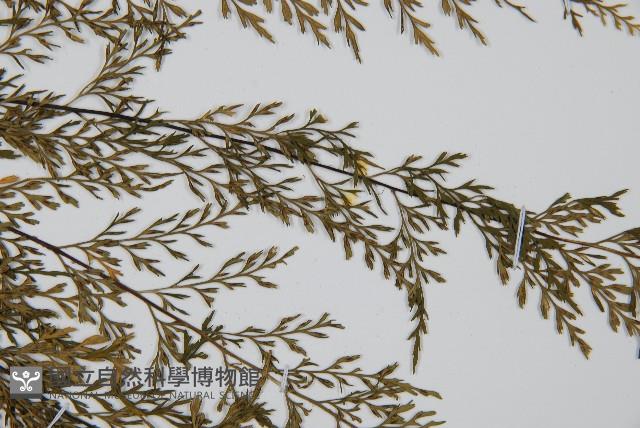 威氏鐵角蕨藏品圖，第4張