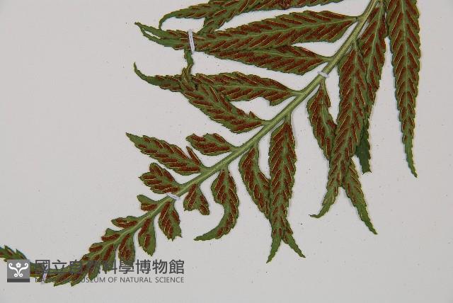 萊氏鐵角蕨藏品圖，第3張
