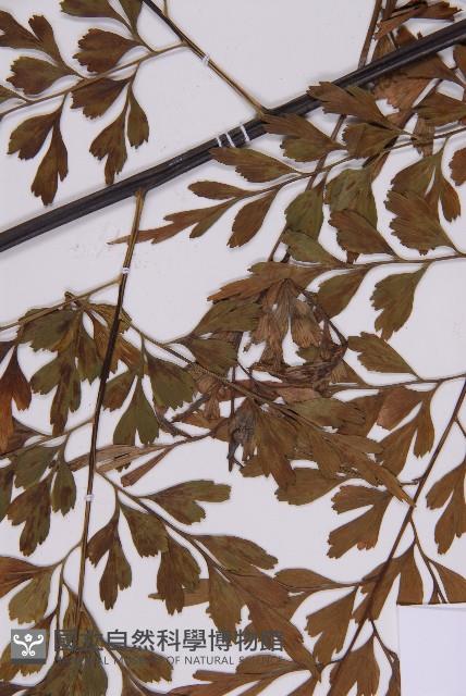 大黑柄鐵角蕨、黃鱗鐵角蕨、大羽鐵角蕨藏品圖，第4張