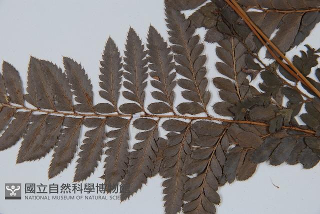 海南複葉耳蕨藏品圖，第4張