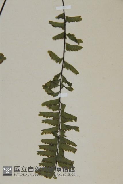 薄葉孔雀鐵角蕨、邊孢鐵角蕨藏品圖，第4張