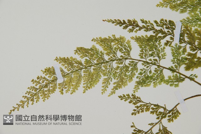 薄葉鐵角蕨藏品圖，第4張